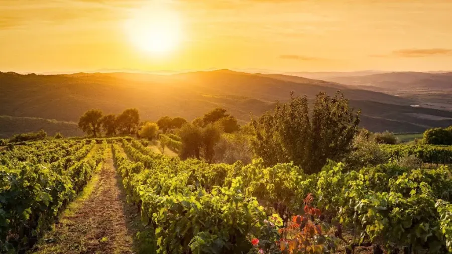Bodegas Martin