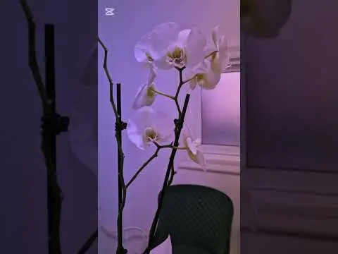 Доволна клиентка