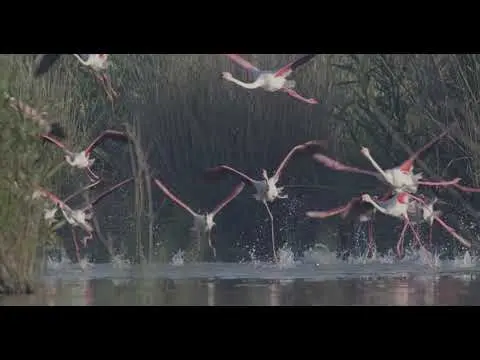 Volar