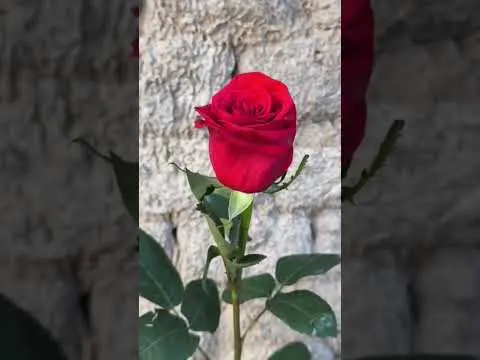 ¿Qué te diría esta flor si pudiera hablar?