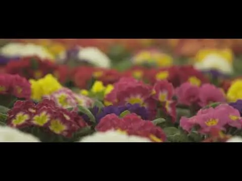 9jardi vídeo intro web