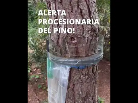 ⚠️🐛🌲 TRATAMIENTO PROCESIONARIA DEL PINO 🐛🌲 ⚠️