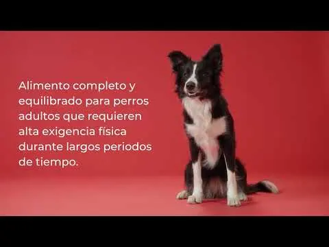 Pitera Alta Energía ¡pruébalo!