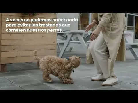 ¿Qué es la Leishmaniosis canina?