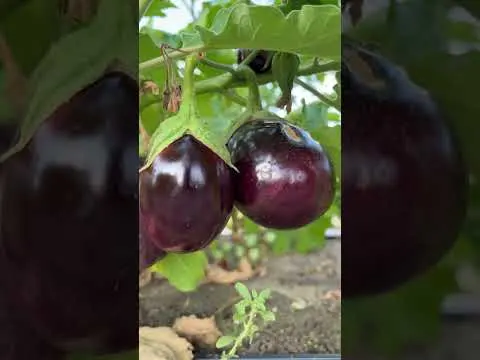 ✨ Así despierta un huerto escolar ecológico 🌱🍉 Una lección de vida en Íscar #agriculturaecologica