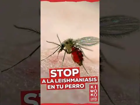 LEISHMANIASIS en PERROS: Cómo PREVENIRLA y proteger a tu mejor amigo 🛡️