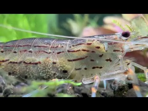 Caridina japonica en Azureus