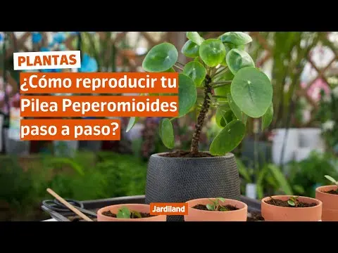Cómo reproducir tu Pilea peperomioides paso a paso