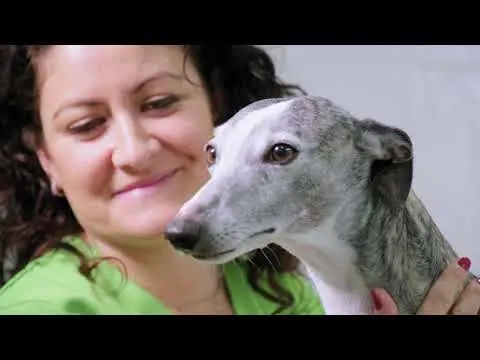 Eliavet Clinica Veterinaria - Sobre nosotros