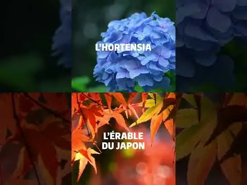 Les duos de plantes qui matchent 🪴