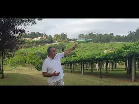Previsión de la vendimia 2022 de Pazo Baión