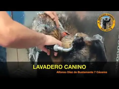 AUTOLAVADERO CANINO