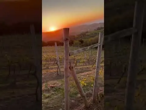 Primavera Miradorio