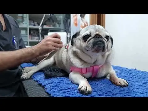 Sesión Indiba para perro con artrosis