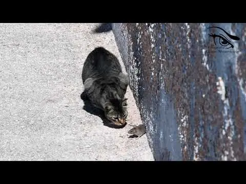 Tom y Jerry en acción