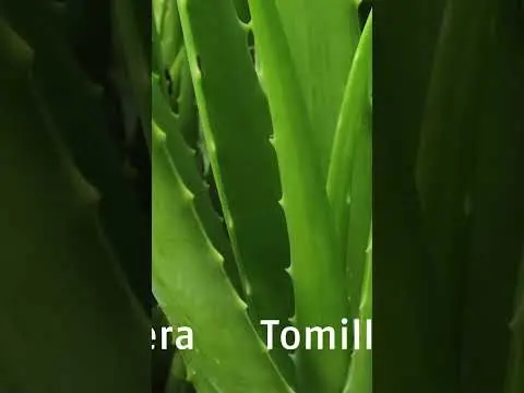 PLANTAS QUE ABSORBEN LA MALA ENERGÍA