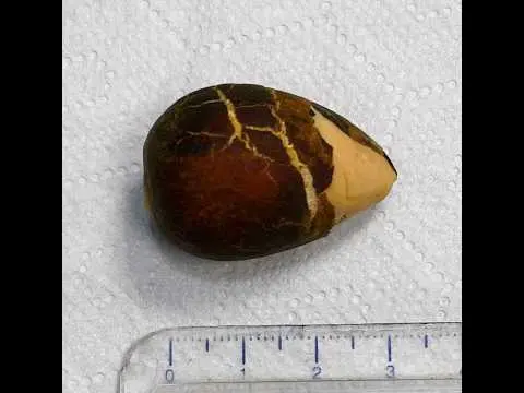 Extracción endoscópica de hueso de aguacate en cachorro: evitamos cirugía