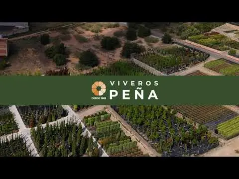 VIVEROS PEÑA CENTRO DE PRODUCCIÓN Alcanar