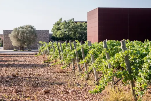 Celler Tianna Negre