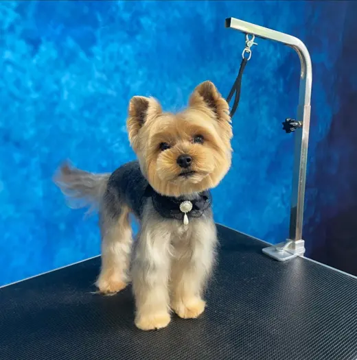 Peluqueria Canina Cali's