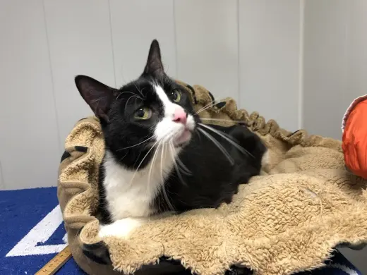 Iodocat