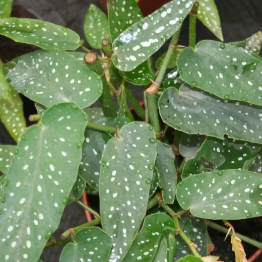 Plantas Villor