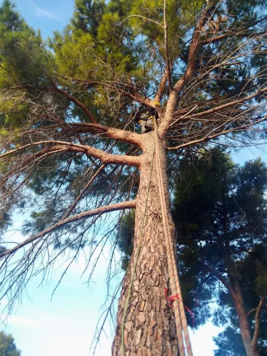 Ardilla Poda y Tala