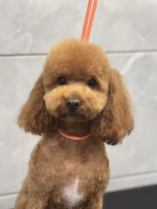 Mascotart sanfeliu