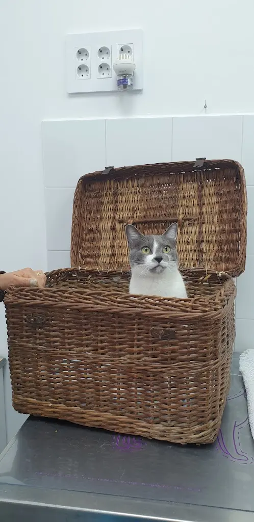 Clinica Veterinaria Recatelo