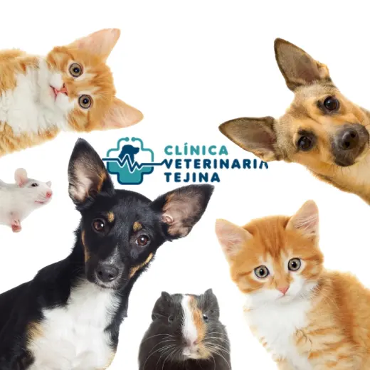 Veterinary clinic Tejina