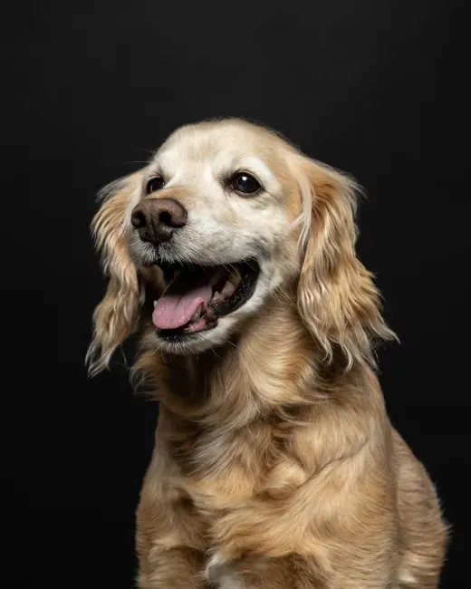 El Estudio de Mascotas