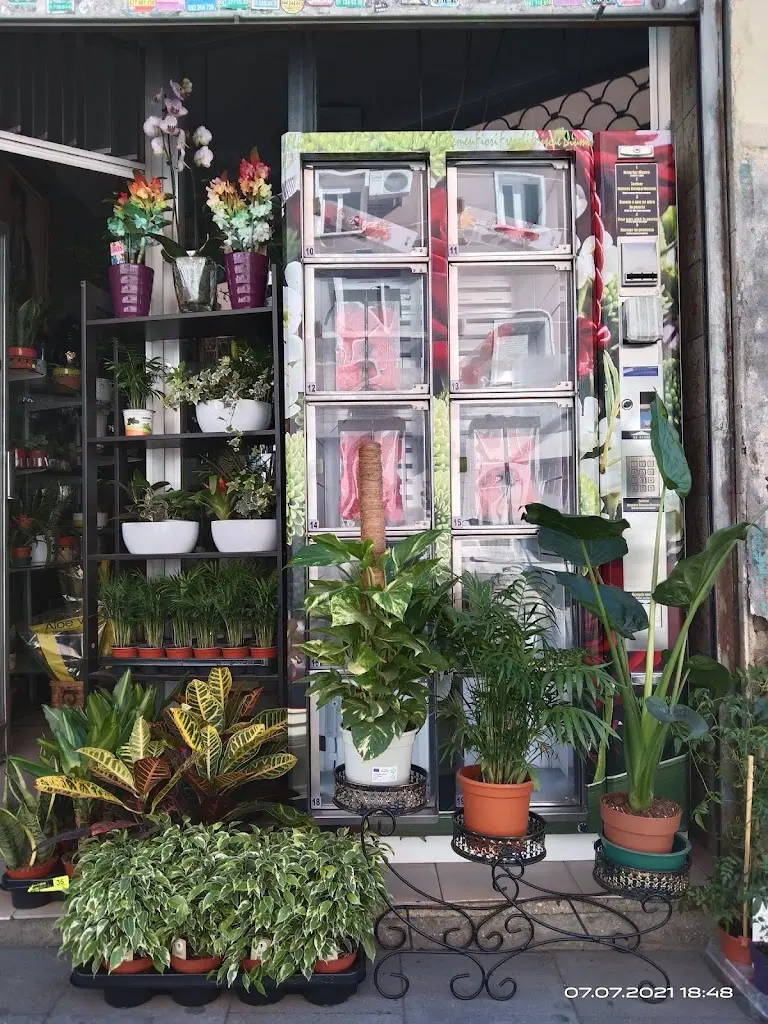 Flores y Plantas Moreno