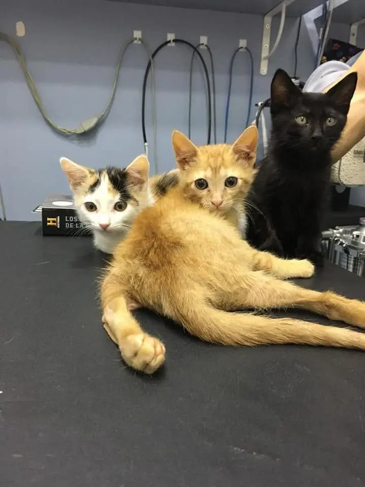 Clinica Veterinaria Mahes