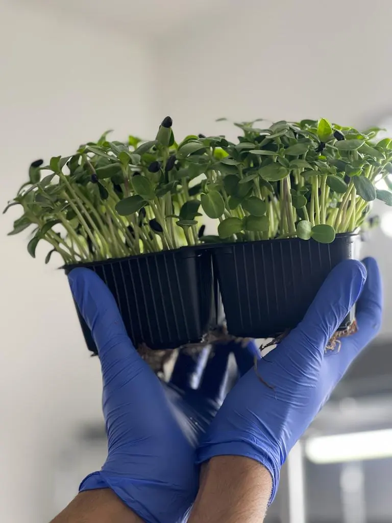 Microplantas Tarragona