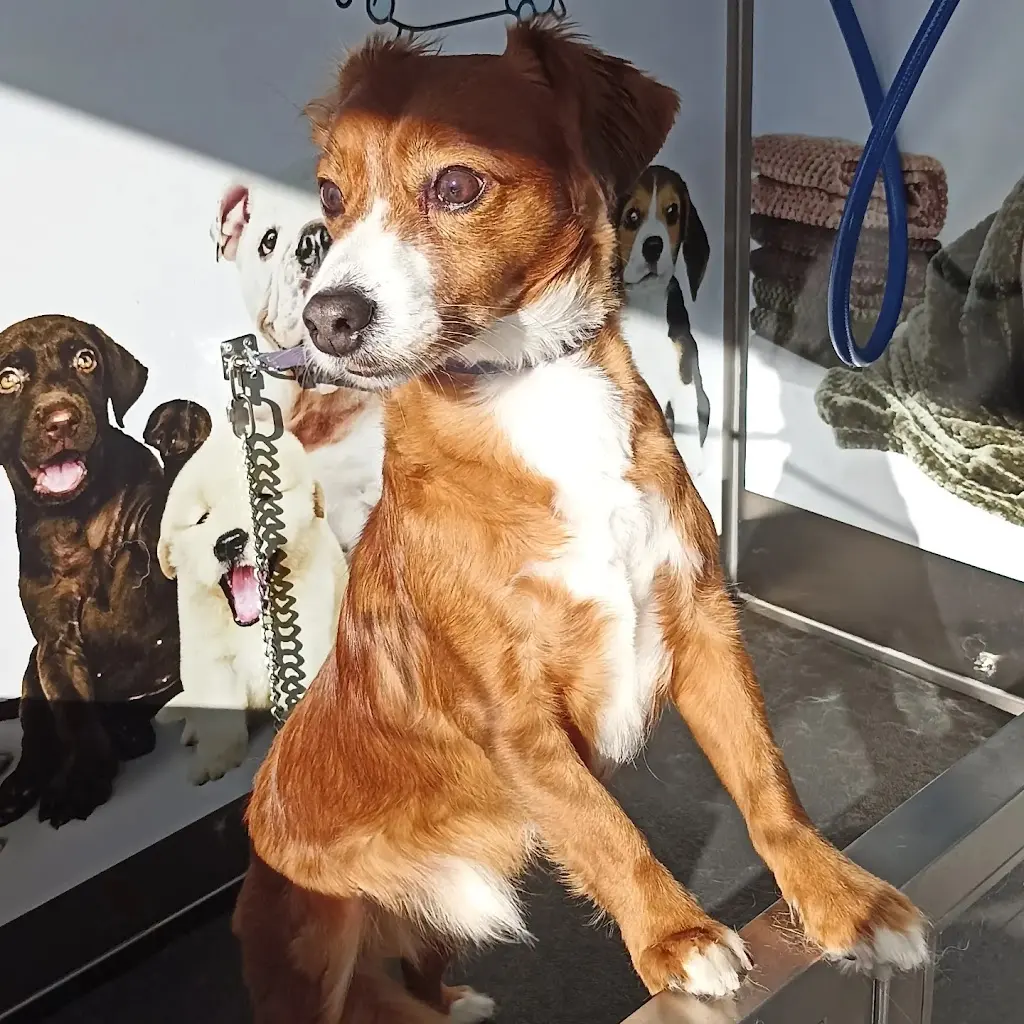 Peluqueria Canina La Elipa y Autolavado de mascotas I Love Dog Wash | Madrid Ciudad Lineal