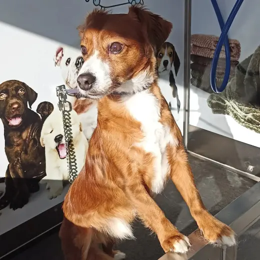 Peluqueria Canina La Elipa y Autolavado de mascotas I Love Dog Wash | Madrid Ciudad Lineal