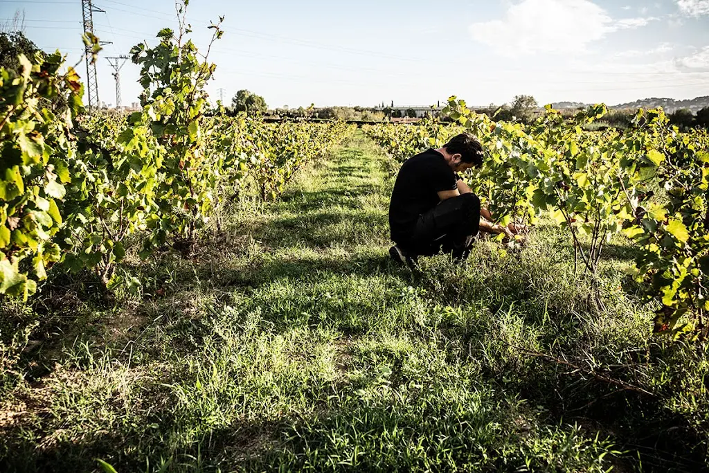 Celler Viniric - Rutes Enoturisme