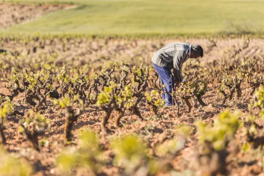 Bodegas Antidoto