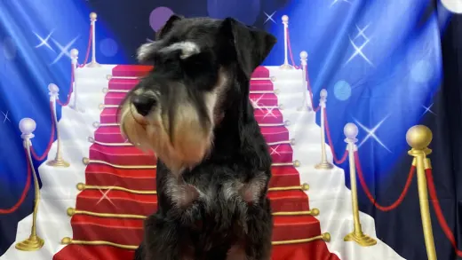 Cristina Romero's Estilisme Cani