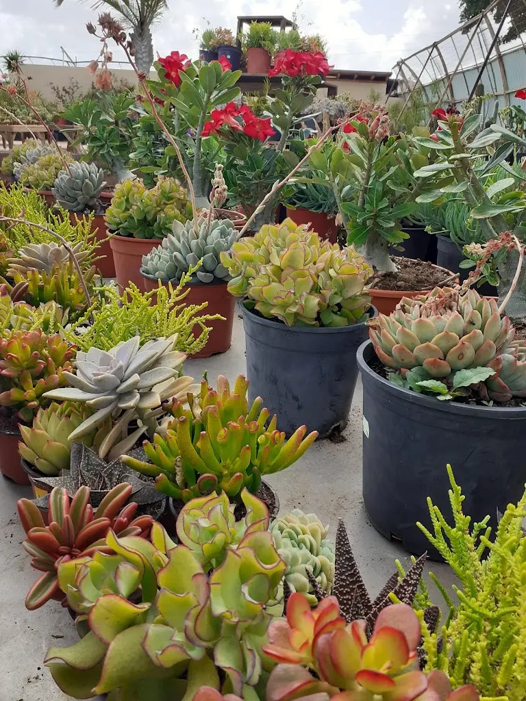 Tahiche Garden Lanzarote