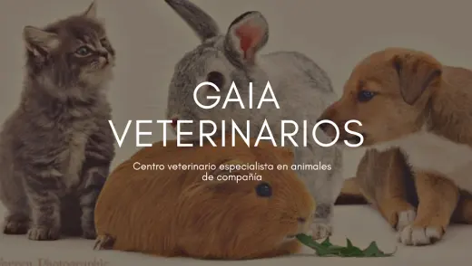 Clinica Veterinaria Gaia