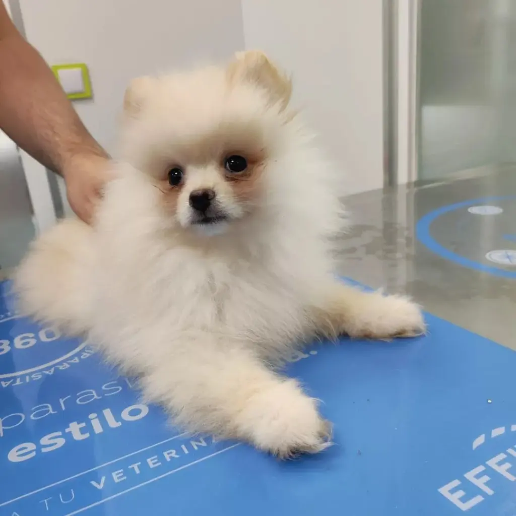 Animalia Veterinary Center