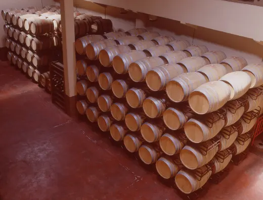 Cooperativa San Antonio Abad - Bodegas SaaC