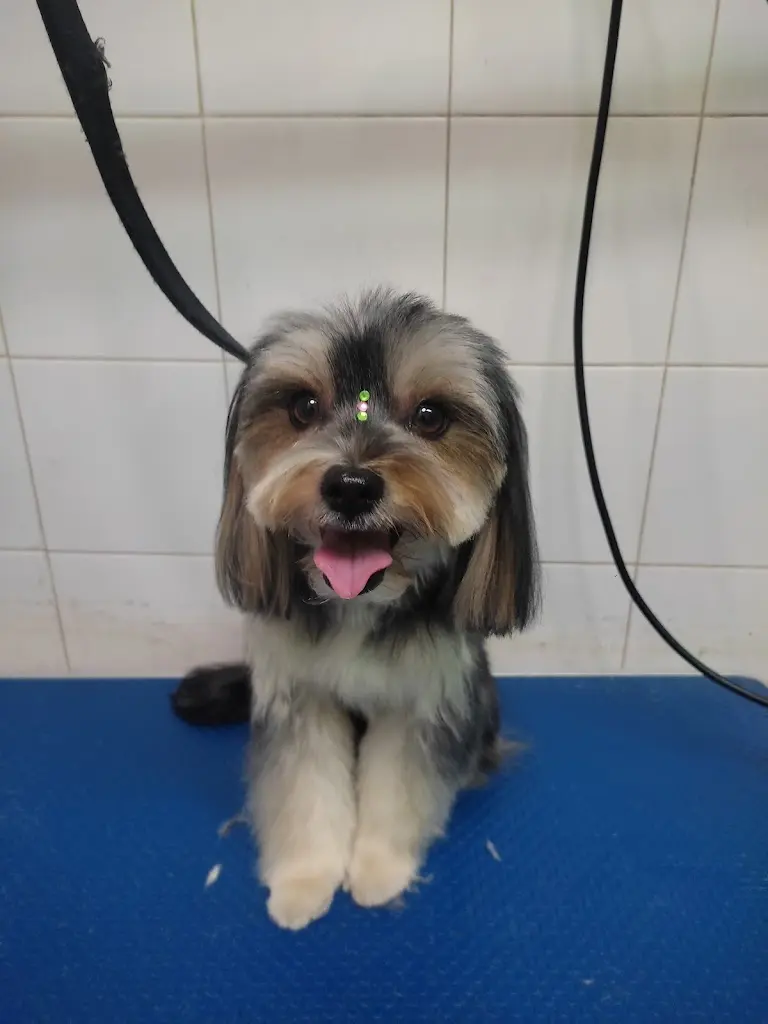 Patitas Peluqueria Canina Malaga