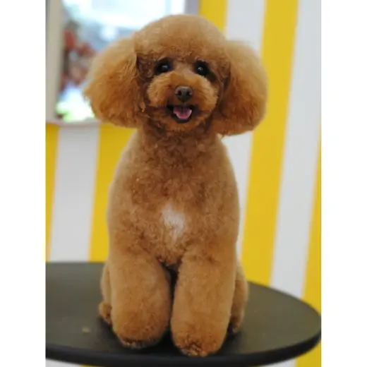 La Tia Sara Boutique & Peluqueria Canina