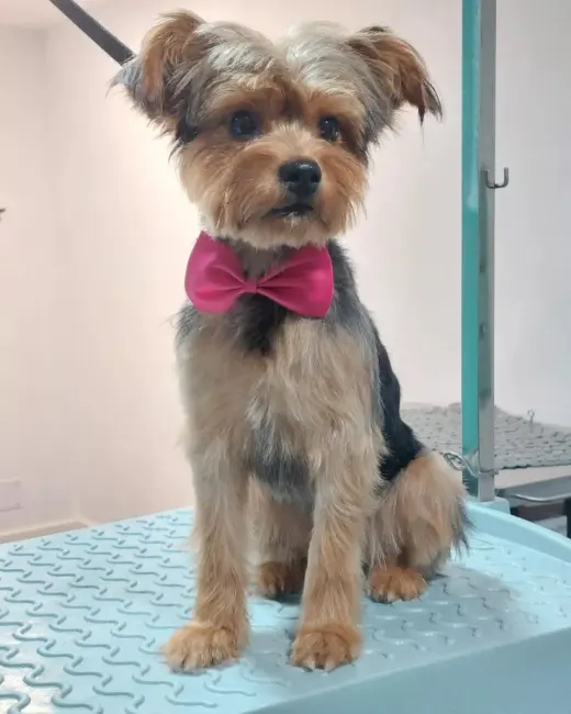 Despeluxadogs - peluqueria canina