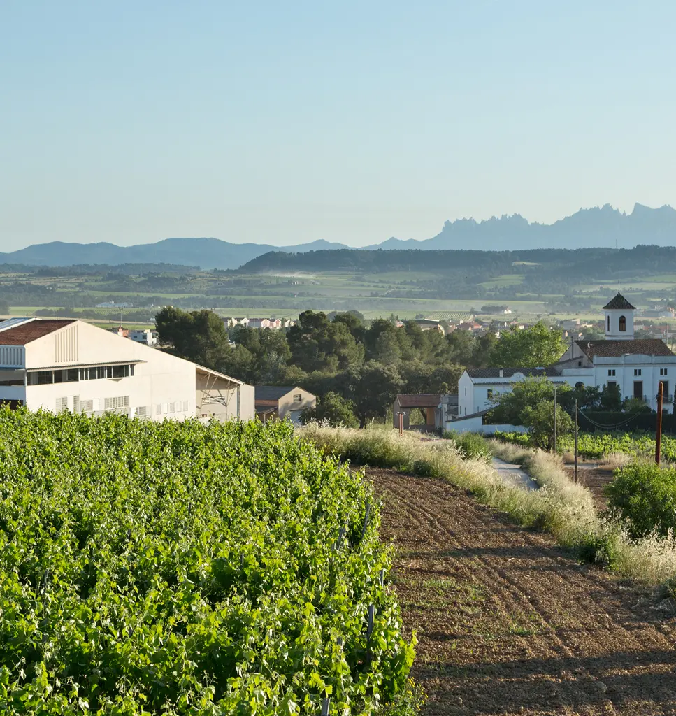 U MES U Distinctive Organic Wines