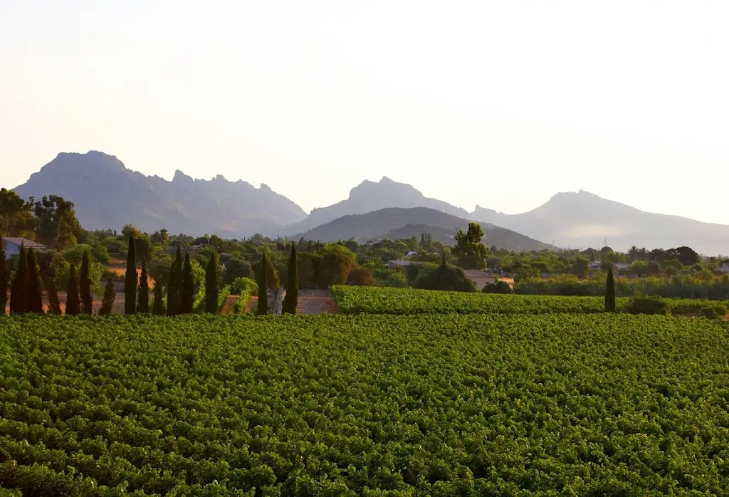 Bodegas Can Vidalet