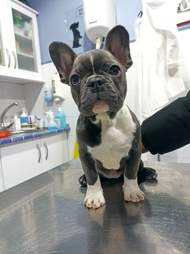 Huellas Clinica Veterinaria