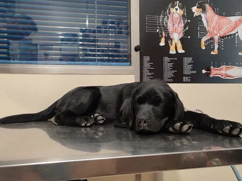 Veterinary Clinic Los Cantos